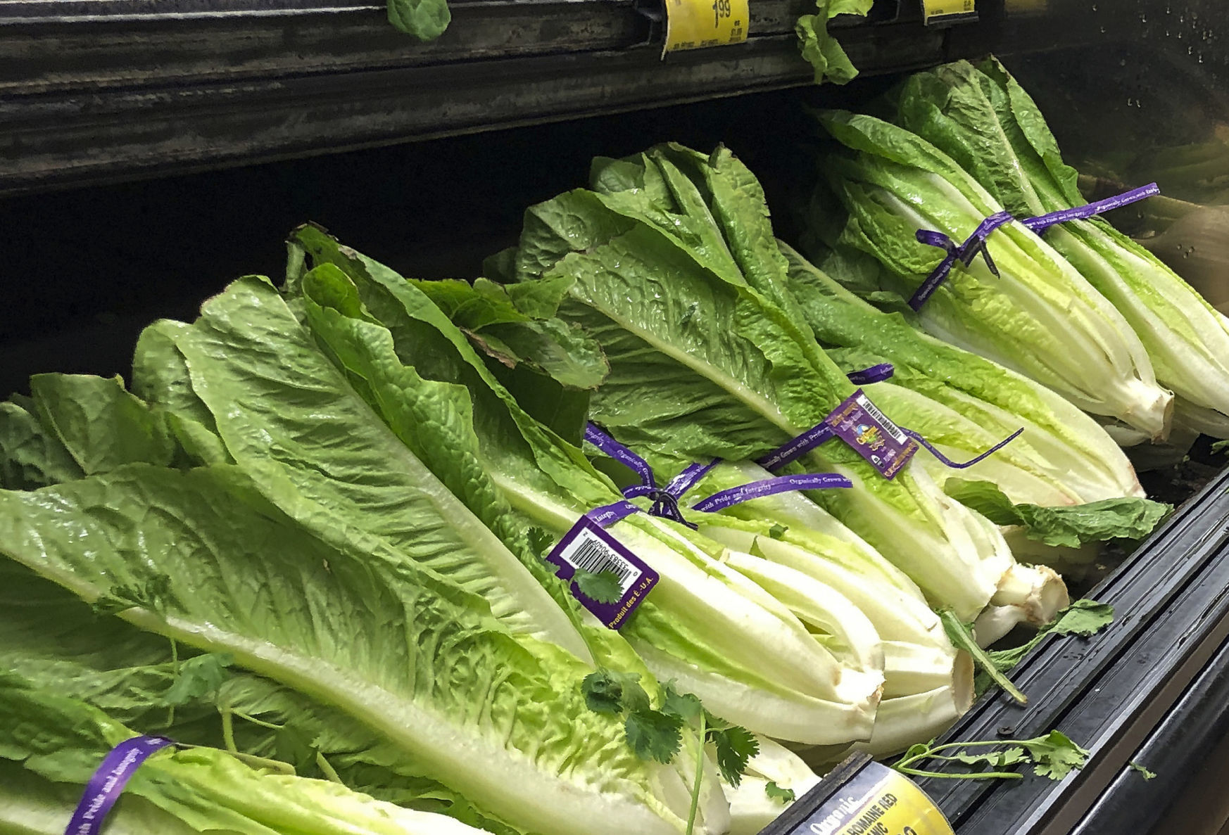 Romaine lettuce